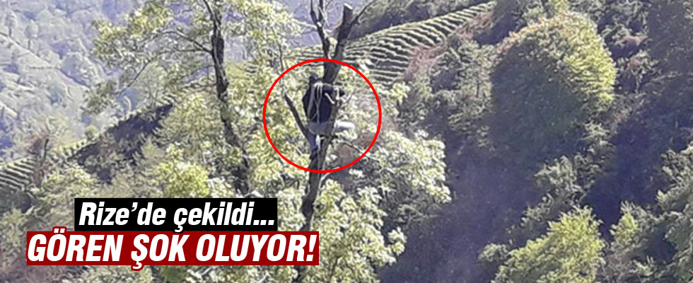 Ekmek onun için aslanın midesinde değil ağaçların tepesinde