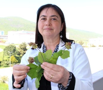 Fındık Üreticisine 'Kozalak Akarı' Uyarısı