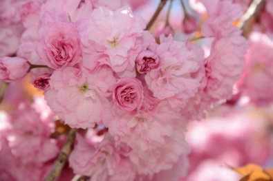 Konya'da Sakuralar Şehre Renk Katıyor