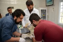 KAN TESTİ - Osmaniye'de Sokak Hayvanlarına Kan Testi