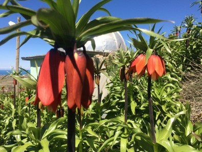 Van'da Hüzün Çiçekleri Açtı