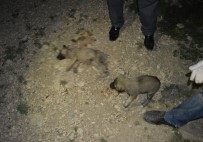 YAVRU KÖPEKLER - Yavru Köpekler Vahşice Katledildi