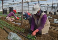 MUSTAFA ERDOĞAN - Bin 974 Nüfuslu Köy Yılda 70 Milyon TL'lik Kesme Çiçek Üretiyor