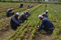 Ordu'da Bu Yıl 2 Milyonu Aşkın Fidan Üretilecek
