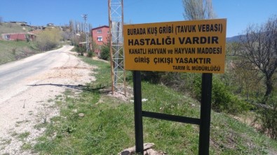 Reşadiye'de Kuş Gribi İncelemesi