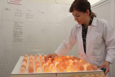 Çocuklarının Alerjisi Çiftlik Kurdurdu