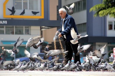 Her Gün Kilolarca Yem Satın Alıp Yabani Güvercinleri Besliyor