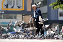 HAYVAN SEVGİSİ - Her Gün Kilolarca Yem Satın Alıp Yabani Güvercinleri Besliyor