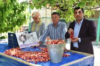 DOĞAL AFET - Kirazın Anavatanı Kemalpaşa'da İlk Hasat Yapıldı