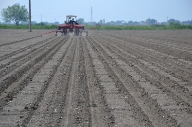 'Beyaz Altın' Manisa'da Geri Döndü