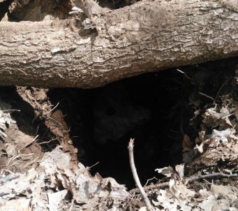 PKK'ya Ait 2 Sığınak İmha Edildi