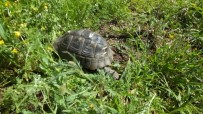 DUTLUCA - Bahçesinde Kaplumbağa Besliyor