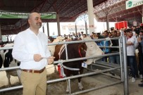 AÇIK ARTTIRMA - Güzellikleri Ve Ağırlıklarıyla Podyumda Yarıştılar