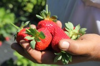 SERINYOL - Hataylı Çiftçinin Çilek Hasadı Keyfi