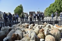 NIHAT ÇELIK - Kızılay'a Sürü İndi....