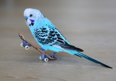 Bu Muhabbet Kuşu Kaykay Yapıyor