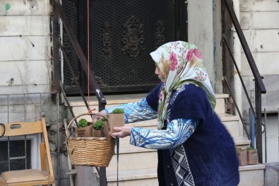 Zeytinburnu'nda Sokakları Fesleğen Kokusu Sardı
