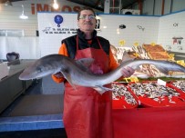 KÖPEK BALIĞI - Marmara Denizinde Ağlara Köpek Balığı Takıldı