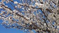 ERKEN UYARI - Meyve Ağaçları Çiçek Açtı Ziraat Odası Başkanı 'Don' Tehlikesine Karşı Uyardı