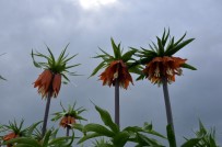 KARACADAĞ - Ters Lale Üreticileri Destek Bekliyor