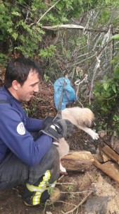 Kuru Ağaç Kütüğünde Mahsur Kalan Köpeği İtfaiye Kurtardı