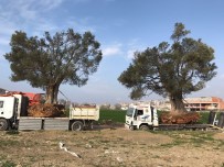 MAHALLE MUHTARLIĞI - Asırlık Zeytin Ağaçları Yeni Yerlerine Taşındı