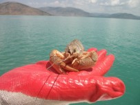 BEYŞEHIR GÖLÜ - Beyşehir Gölünde Kerevit Üretimi Canlandırılacak