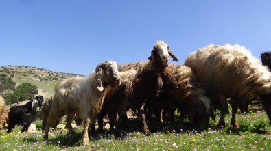 Koyun Ve Keçiler, Melodiler Eşliğinde Meralara Salındı
