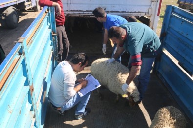 Silopi'de 24 Genç Çiftçiye 960 Küçükbaş Hayvan Dağıtıldı
