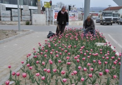 Simav'da 30 Bin Lale Soğanı Dikildi