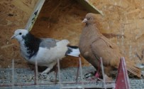 Türkiye'nin Nadide Güvercinleri Bursa'da Sergilenecek