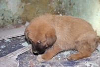 YAVRU KÖPEK - Apartman Boşluğuna Düşen Yavru Köpeği İtfaiye Ekipleri Kurtardı