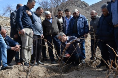 Bağlarda Budama Ve Terbiye Sistemleri Eğitimi