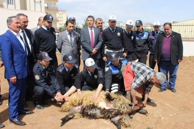 Polis Kazalara Karşı Kurban Kesti