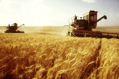 Yeterlilk Derecesi En Yüksek Ürün Buğday