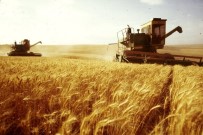 BİTKİSEL ÜRÜN - Yeterlilk Derecesi En Yüksek Ürün Buğday
