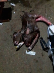 Çift başlı doğan buzağı görenleri şaşırttı