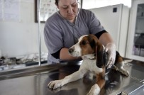 SAĞLIK KARNESİ - Sahipsiz Hayvanlar Kontrol Altında