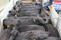 URUGUAY - Çemişgezek'te Genç Çiftçi Desteklemesinde Dağıtılan İneklerden Biri Kaçtı