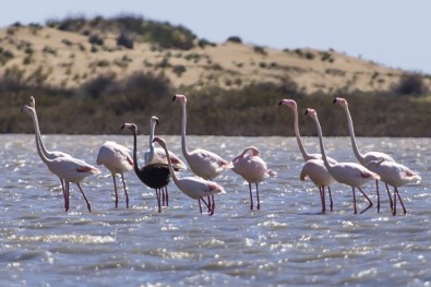 Dünya Üzerinde Nadir Görülen Siyah Flamingo Adana'da Görüntülendi