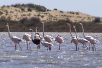 MILLI PARKLAR GENEL MÜDÜRLÜĞÜ - Dünya Üzerinde Nadir Görülen Siyah Flamingo Adana'da Görüntülendi