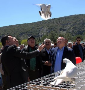 81 İlin Güvercin Severleri Muğla'da Festivalde Buluştu