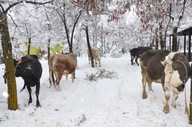 Kahramanmaraş'ta 200 Yıldır Süren Gelenek