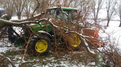 Yarım Asırlık Dut Ağacı Traktörün Üzerine Devrildi
