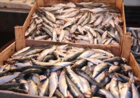KALAMAR - Av Yasağı Balık Fiyatlarını Yükseltmedi