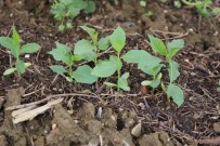 YEMIŞEN - Daday'da Yabani Meyve Yetiştirilmeye Devam Ediyor