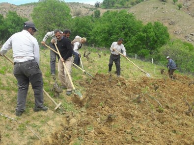 Kulp'ta, Bağ Belleme Dönemi Başladı