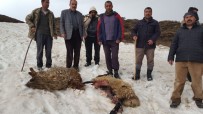 Muş'ta Kurtlar Sürüye Saldırdı