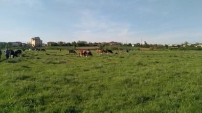 Tekirdağ'da Mera Islah Çalışmaları