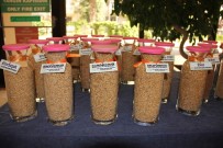 ABDULLAH ÖZDEMIR - Bakliyatta Alarm Zilleri Çalıyor